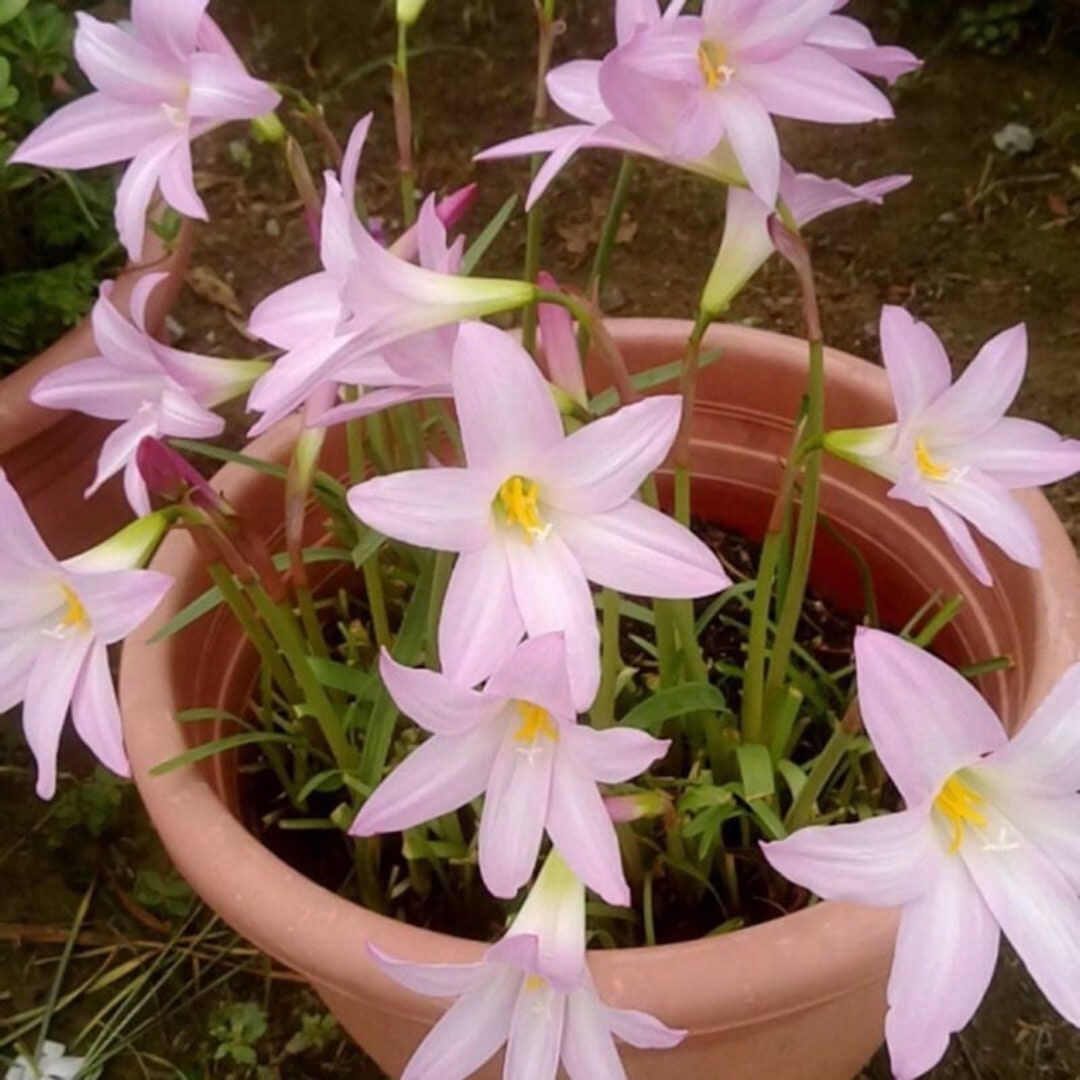 Longfield Gardens Lily Collections, 40-count | Costco