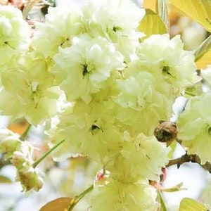 5 Double cherry blossoms Seeds FW95222-4