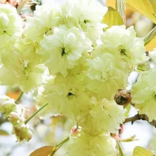 Cherry Blossom Seeds Etsy