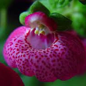 10 Rare Slipper Flower Fascination Flower Seeds EW91001-18