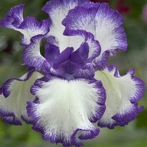 50 Lipstick Iris Flower Seeds KW91009-24