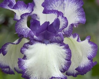 May include: A white iris flower with purple edges and a deep purple center. The petals are ruffled and have a delicate texture.