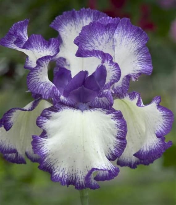 50 Lipstick Iris Flower Seeds KW91009-24