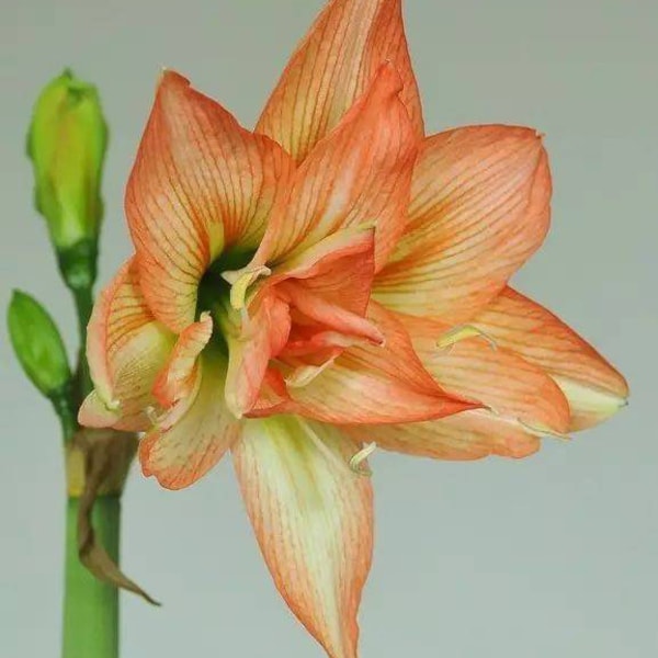 2 Amaryllis Vittata Bulbs FW95210-111