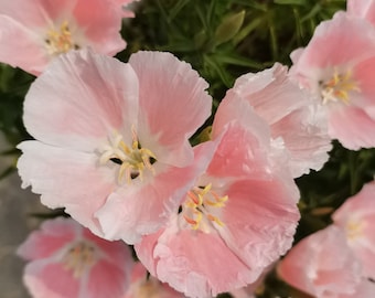 30 Farewell to Spring Clarkia Flower Seeds BW91025