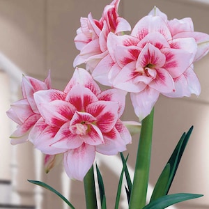 Pode incluir: Três flores de amaryllis rosa e brancas com listras vermelhas florescem em caules verdes. As flores estão em um vaso com folhas verdes.