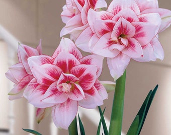 2 Amaryllis Vittata Bulbs FW95210-60