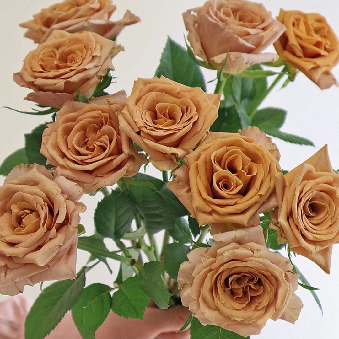 10 Rose Rosa Flower Seeds HW6109-21 - Etsy
