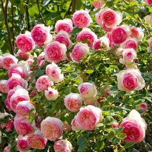10 Pink CLIMBING ROSE Rosa Bush Seeds GW92001 image 1