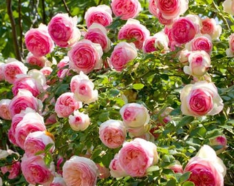 10 Pink CLIMBING ROSE Rosa Bush Seeds GW92001