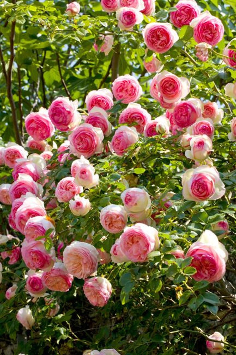 10 Pink CLIMBING ROSE Rosa Bush Seeds GW92001 image 1