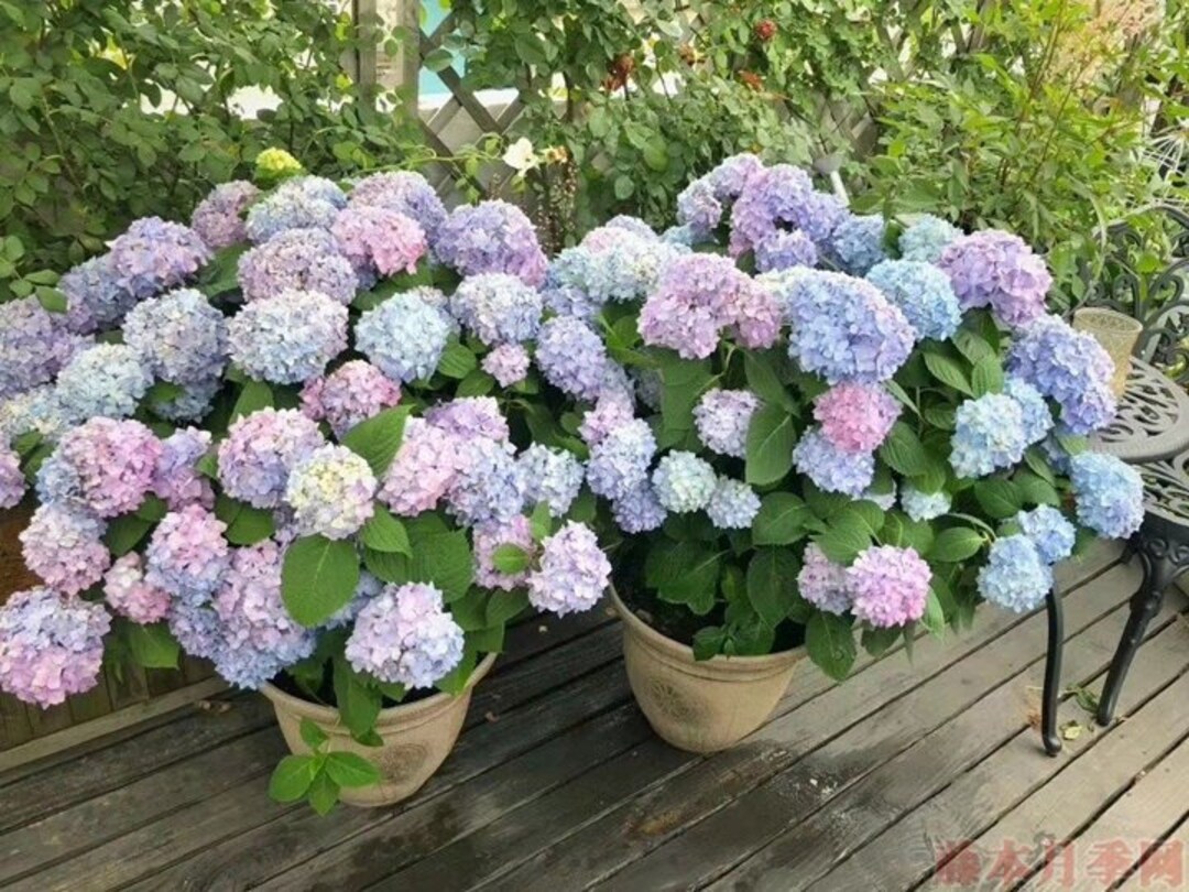 20 Rainbow Hydrangea Seeds - Rare Exotic Flower Bush, Perennial, Outdoor Plant