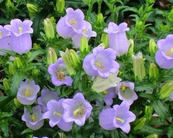 30 Bellflower Seeds Campanula Medium FW95211-3