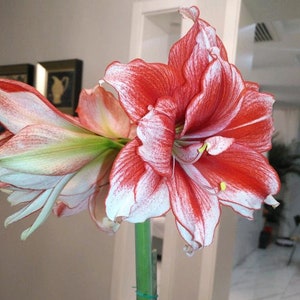 2 Amaryllis Vittata Bulbs FW95210-81