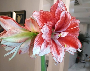 May include: A red and white amaryllis flower with green stem. The flower has white stripes and red veins.