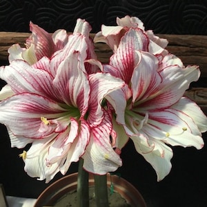 2 Amaryllis Vittata Bulbs FW95210-22