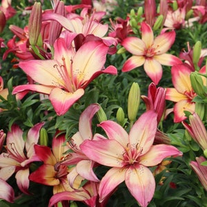 2 Rose Lily Flower Bulbs F5213-38 - Etsy