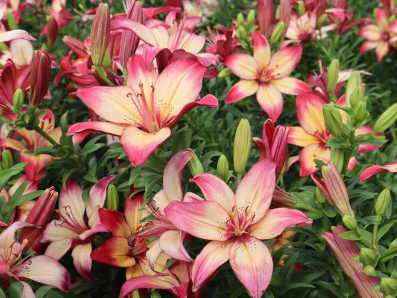 5 Rose Lily Flower Bulbs F521338 Etsy