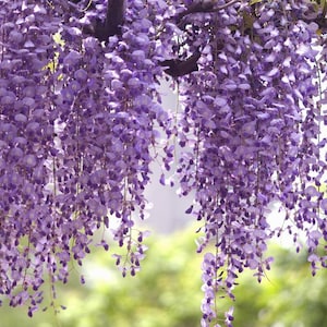 5 Japanese Wisteria Seeds CW91046