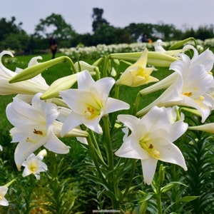 2 Rose Lily Flower Bulbs F5213-11