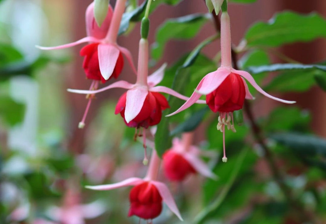 50 Fuchsia Flower Seeds FW95226-32 - Etsy