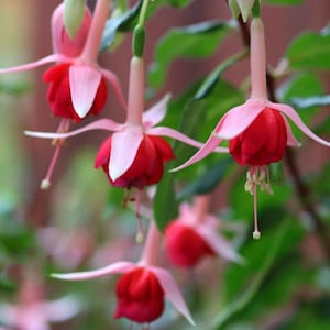 50 Fuchsia Flower Seeds FW95226-32