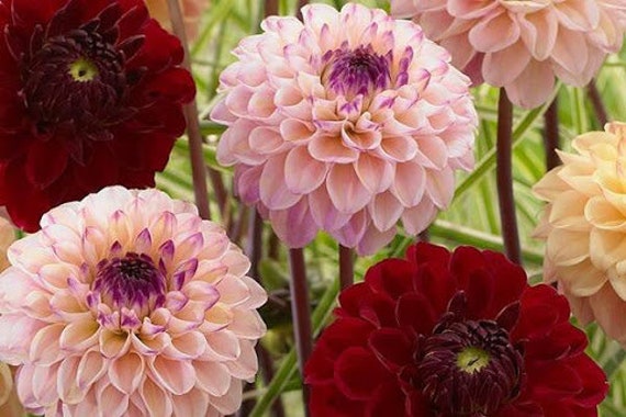 ダリア7824 STAMP】Dahlia【309】【メール便発送】 | シーリングワックス