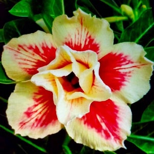 5 Rare Desert Rose Flowers Seeds FW94071