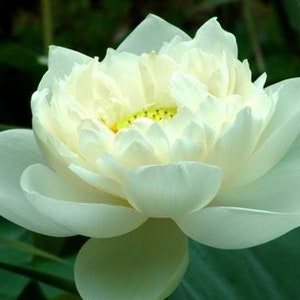 4 Lotus Seeds Water Lily Flower Seeds BW91084-7