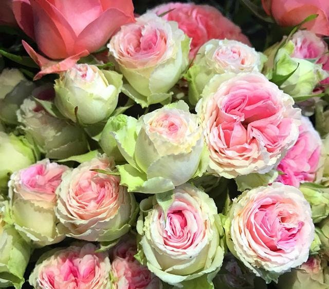 rose♡ 10 Rose Rosa Bush Shrub Perennial Flower Seeds HW94010 - Etsy
