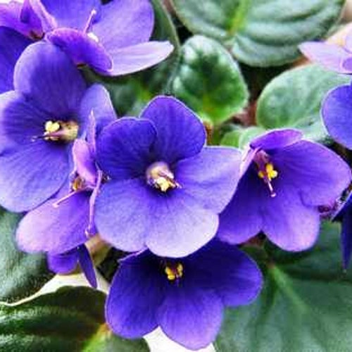 50 African Violet Flowers Seeds BW9081