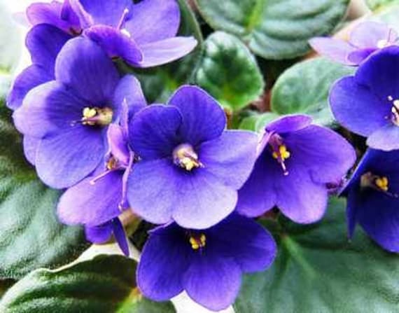 African 2024 violet seeds