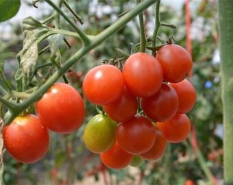 【レッチリとまと】 Tomato | Paramount Seeds Inc