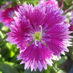 20 Dianthus chinensis Flower Seeds DW91003-16