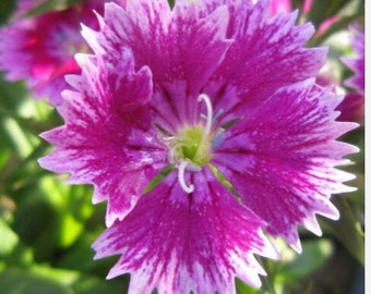 20 Dianthus chinensis Flower Seeds DW91003-16