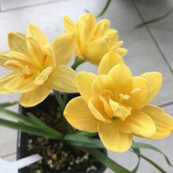 Lily　20 2 Rain Lily Bulbs TW91030-5 - Etsy