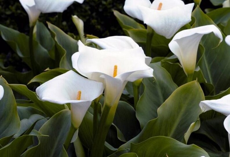 2 Giant White Calla Lily Bulb Seeds HW92001 Etsy