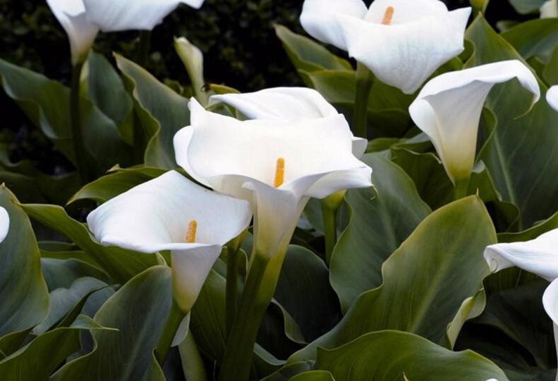 2 Giant White Calla Lily Bulb Seeds HW92001 - Etsy