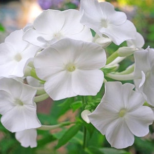 20 Candy Stripes Creeping Phlox Perennial Seeds BW91043-6