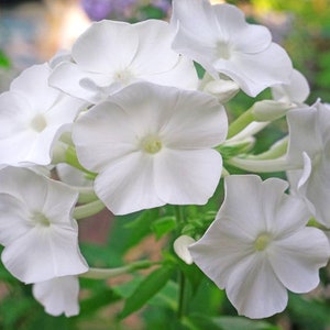 20 Candy Stripes Creeping Phlox Perennial Seeds BW91043-6 image 1