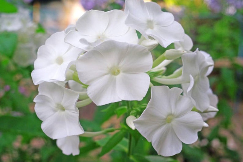 20 Candy Stripes Creeping Phlox Perennial Seeds BW91043-6 image 1