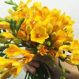 May include: A bouquet of yellow freesia flowers with green stems.