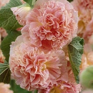 30 Heirloom Double Hollyhock Seeds CW91025-1