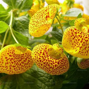 10 Rare Slipper Flower Fascination Flower Seeds EW91001-2