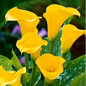 2 Calla Lily Bulbs Yellow HW92004