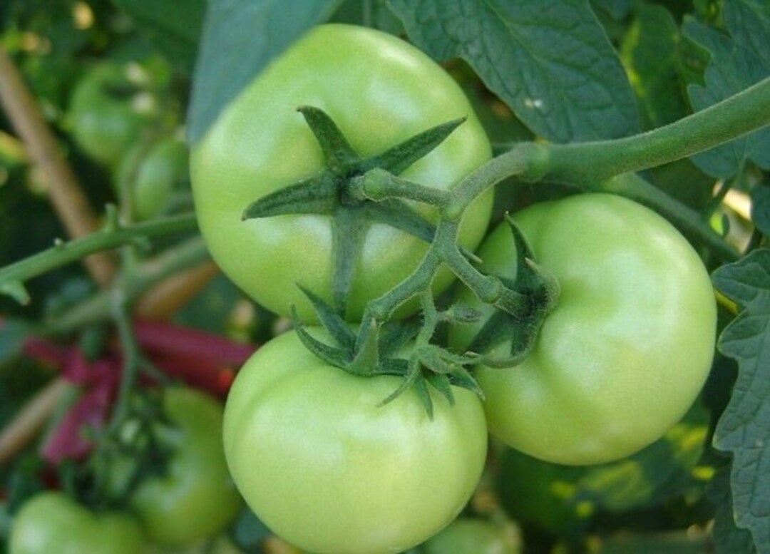 tomato warrior.png?v=1741959154