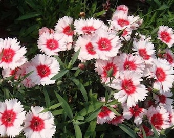 20 Dianthus chinensis seeds DW91003