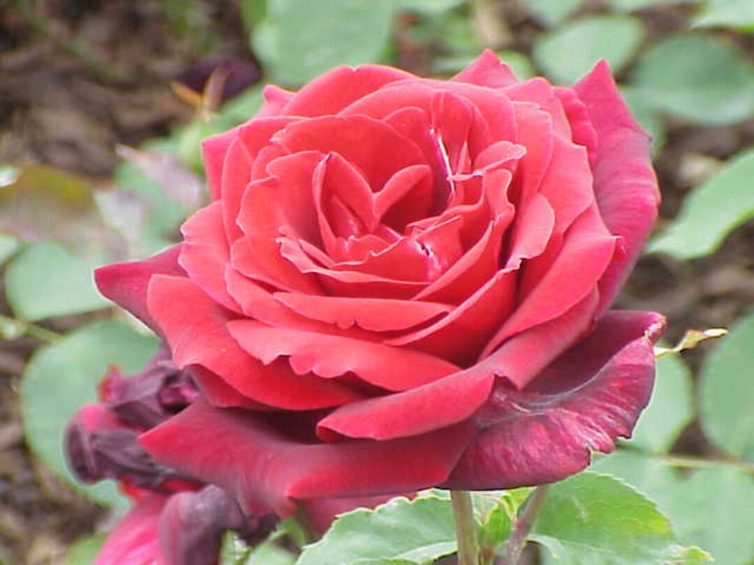 10 Rose Rosa Flower Seeds HW6109-538 - Etsy