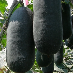 50 Wax Gourd Winter Melon Black Benincasa Hispida VW91043