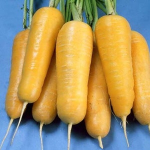300 Yellow Carrot Seeds AW95099
